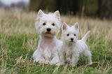 WESTIE 429
